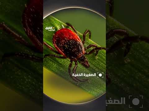 #حشرة صغيرة لاترى بالعين المجردة #وثائقيات #shorts