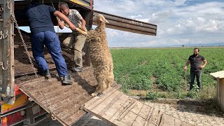 LOADING THE SHEEP