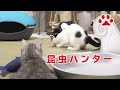 むいむいハンターれあ　2020.9.5 みゃうの猫日記(説明欄に時間有)  【Miaou みゃう】