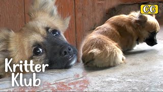 Dog Born Without Legs Has To Squirm Around On His Belly | Kritter Klub