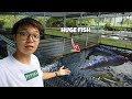 Feeding Arapaimas and Catfish that are BIGGER than Me!