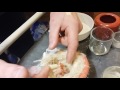 Nourrir bébé canaris de 1 ou 2 jours