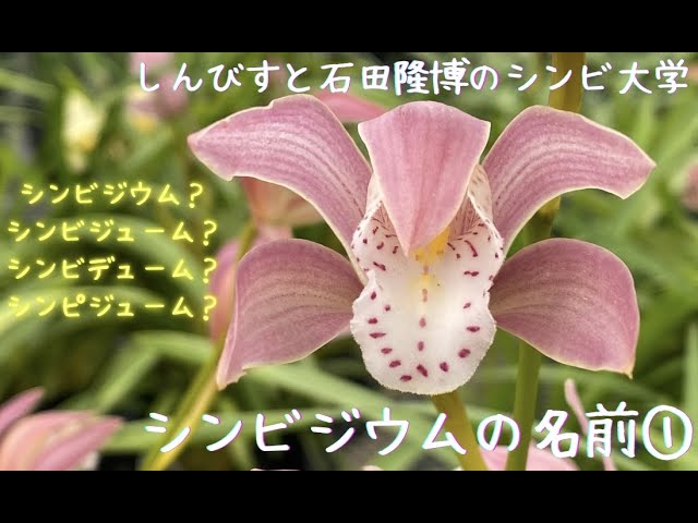 しんびすと石田隆博のシンビ大学】シンビジウム/シンビジュームの名前