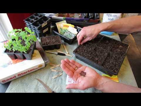 Great Herbs! How to Seed Start Oregano Indoors: Over Seeding Method! - MFG 2014