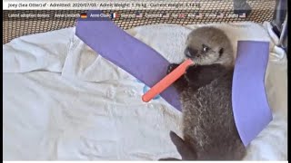 Joey the Sea Otter - A Tribute To Joey's Progress Thanks To All The Caregivers and Wigglers