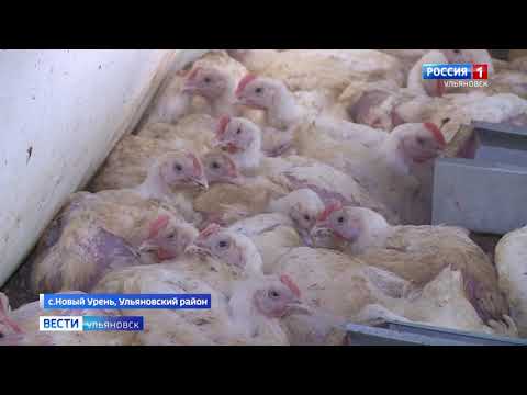 Усиленное внимание реконструкции местных птицефабрик и поддержке фермеров, разводящих птицу