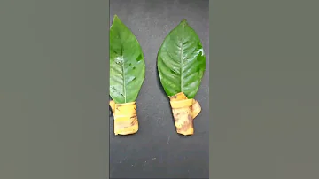 How to grow Parijatham plant from leaf cutting _ gandharaj flower #shorts #short #shortvideo