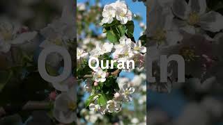 Download Lagu Quran Audio with Urdu Translation: Offline MP3 Download | #audioquran #islam #allah #quranurdu MP3 Download Lagu Quran Audio with Urdu Translation: Offline MP3 Download | #audioquran #islam #allah #quranurdu MP3