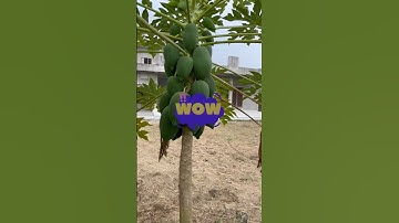 My First Mini Vlog!! My First Vlog #myfirstvlog #minivlog #viral #trending #shorts