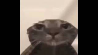 wet cat stares into camera