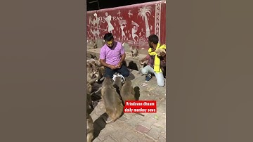 Vrindavan dhaam daily monkey sewa 🙏🙏 #jaigaumataki #sewa #vrindavandham #monkeys #jaishriram