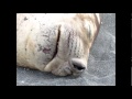 Elephant seal snoring  south georgia island  by bill klipp wwwwkimagesnet