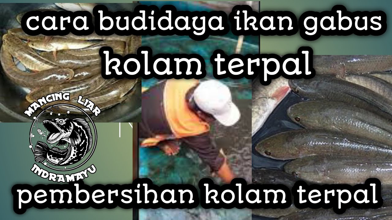 Budidaya ikan gabus sukses || budidaya ikan gabus liar di kolam terpal