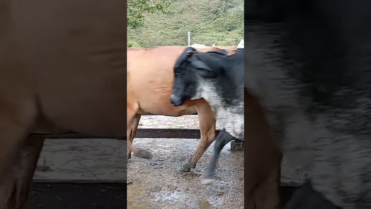 Venta de Ganado de leche y carne