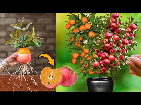 idea New Growing Apple fruit With orenge fruit using Aloe Vera Eggs and Grafting The strangest