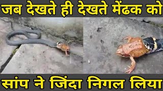 जब सांप ने मेंढ़क को जिंदा निगल लिया| when snack eat frog|