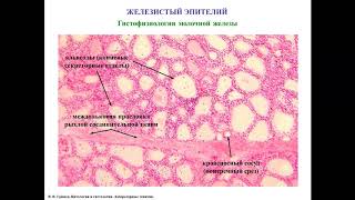 Железистый эпителий, описание гистологических препаратов