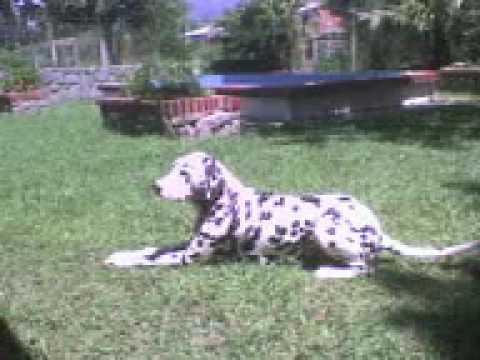 Perros Dalmata - Ivan y Cindy Granado