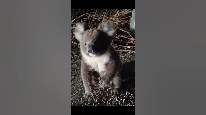 #koala #aussiewildlife #dropbear #australia #wildliferescue...