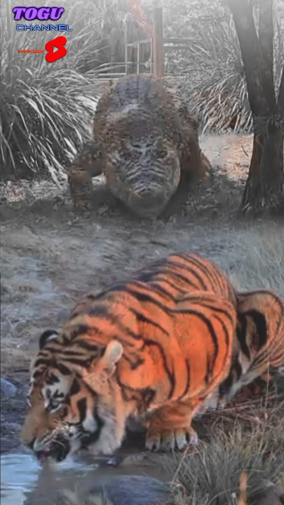 detik-detik buaya besar serang harimau sedang minum
