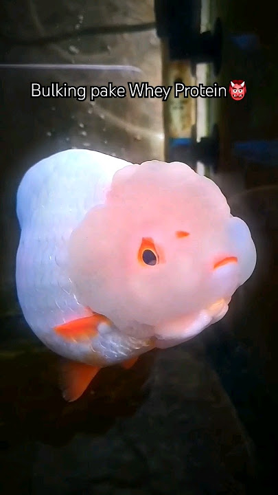 Bulking Ikan Koki pake Pelet😀 VS Whey Protein👹 #goldfish