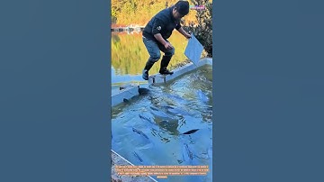 The Art of Fish Stocking for Recreational Fishing