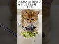 この女の子は猫に水分を与える方法を見つけました