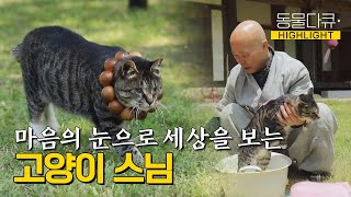 [동물극장 유튜브 오리지널] 두 눈이 보이지 않는 고양이 심안이와 고양이를 키워본 적 없는 스님의 묘한 인연🐱 | 동물극장 단짝 EP20 | KBS 220611 방송