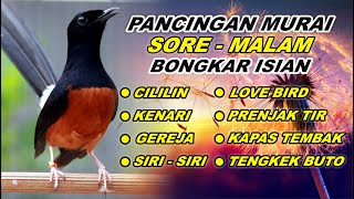 🔴 LIVE - Pancingan Murai Batu Pagi Hari Full Isian Tembakan kasar Murai Diam Pasti Nyaut