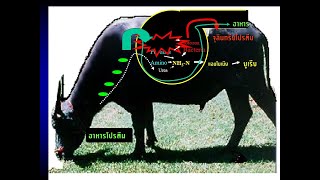 การใช้ยูเรียในอาหารสัตว์เคี้ยวเอื้อง  เล่าโดย  รศ.ดร.โอภาส  พิมพา