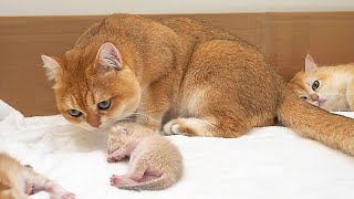 Dad cat meets mom cat and baby kittens for the first time after a long separation