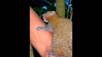 sóc bông dạ đỏ thả như gà  kêu như một cái máy.