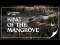 King of the Mangrove — Saltwater Crocodiles in Singapore