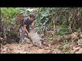 Saw an unlucky wild boar when i was looking for food survival instinct wilderness alone ep 111