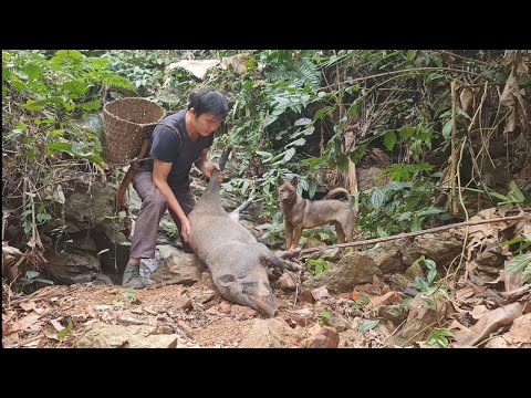 Saw an unlucky wild boar when I was looking for food, Survival Instinct, Wilderness Alone