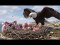 From Egg to Sky King: 120 Days Raw Eagle Life Nobody Films | 4k Wildlife Documentary | Ecoris TV