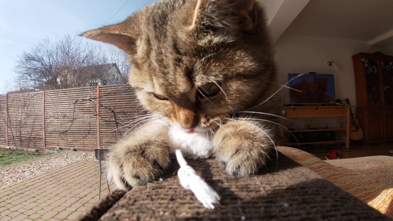 Kitten Catnip Pt3 YouTube