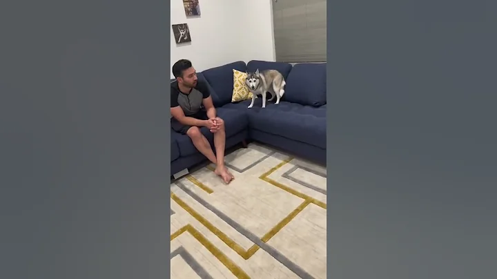 Sapphie the pomsky does bark at your dog challenge - DayDayNews