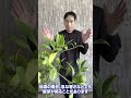 【質疑応答】レモンの新芽がでません！#レモン #れもん#園芸#ガーデニング#柑橘