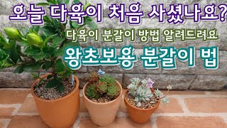 다육이 처음 산 분! 다육이 분갈이 방법 알려드려요!  오늘 처음 다육이 사오신분만 보세요! 多肉植物,  たにくしょくぶつ,Korean succulents