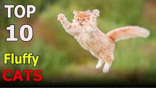 Top 10 Fluffy cat breeds | Top 10 animals