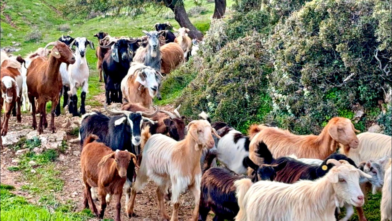 Γίδια, Πρόβατα, Κατσίκια, Ελάφια, Φύση,  Goats, Keciler, Koyun, Dhite, Cabras, #goats #sheep #keçi