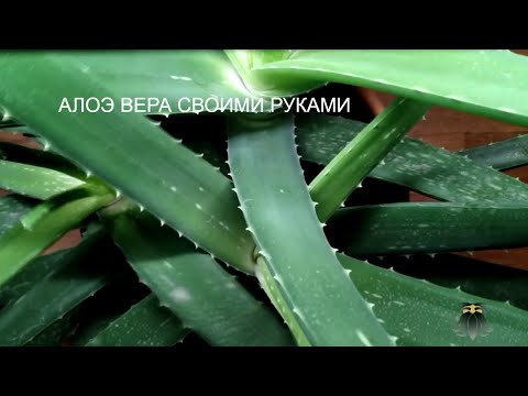 Video: Kako Narediti Sok Aloe