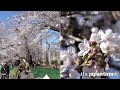 Cherry blossoms in Tokyo 2020