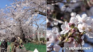 Cherry blossoms in Tokyo 2020