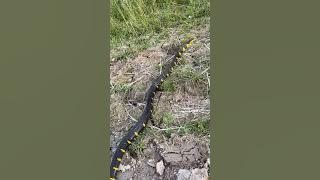 suddenly appeared in the middle of the rice fields #viralvideo #wildliferescue #shortvideo #bigsn...