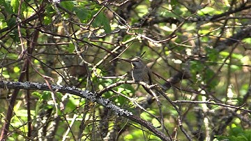 Finding a Hummingbird Nest