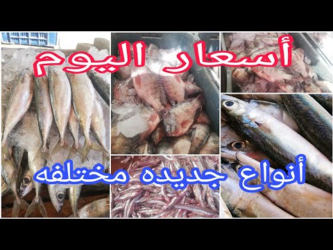 تعرفوا على أنواع واسعارالسمك انواع جديده مختلفه البوري والبلطي ببلااش
