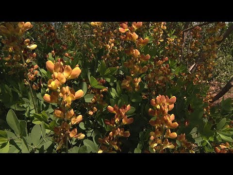 Video: Baptisia Plantepleie – Hvordan vokse og ta vare på falske indigoblomster