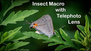 Insect Macro Photography with Telephoto Lens